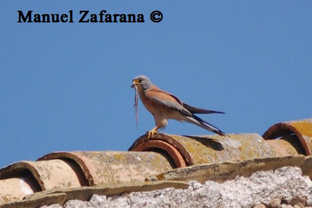 Gongilo o Luscengola???